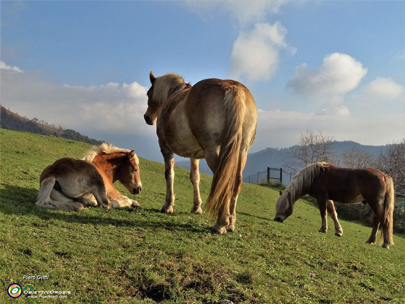 15 Cavalli al pascolo e in siesta  al sole meridiano.JPG